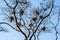 Several Bird Nests in the Branches of a Leafless Tree