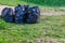 Several black filled garbage bags lie on the ground with green grass