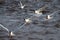 Several black-headed gulls flying over the sea