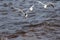 Several black-headed gulls flying over the sea