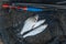 Several bleak and bream fish on fishing net. Fishing rod with fl