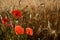 Several blooming, scarlet poppies in a mature wheat field.