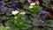 Several blossom of Saintpaulia violet in flower pots, fresh natural indoor flowers with white and purple flowers