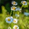 Several blossoming buds of daisies are lit by the setting sun at