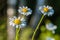 Several blossoming buds of daisies are lit by the setting sun at