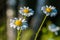 Several blossoming buds of daisies are lit by the setting sun at