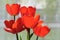 Several blossoming red tulips