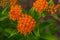 Several blossoms of the orange butterfly weed