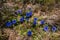 Several blue gentian flowers in meadow