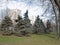 Several Blue Spruce Trees Grow On One of the Lawns in The Park Area