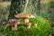 Several boletus mushroom on moss in forest