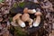 Several boletus mushroom in the wild. Porcini mushroom Boletus aereus on old fungy hemp in forest at autumn season