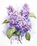 Several branches of blooming garden lilac on white background. Watercolor drawing, colorful illustration. Spring Holiday Concept