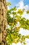 Several branches of a lemon tree with ripe yellow lemons hang from a stone wall against a blue sky with a cloud. Vertical photo