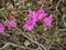 Several bright pink flowers against a background of brown, tangled branches of a shrub