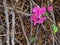 Several bright pink flowers against a background of brown, tangled branches of a shrub