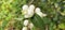 Several bright white common snowberries (Symphoricarpos albus) hang on a branch
