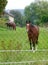 Several brown horses behind the fence