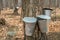 Several buckets used to collect sap of maple trees