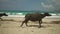 Several buffalo running on the beach the animals crossing sandy beach away from people animals rush into the shade