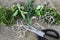 Several Bunches of Fresh Picked Organic Herbs