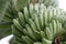 Several bunches of green, unripe banana bunches, soft background