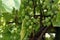 Several bunches of white grapes growing in the garden