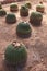 Several cactus Echinocactus grusonii growing on dirt