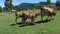 Several calves and their mother grazing in the meadow