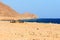 Several camels on the shore of Red sea near Dahab, Egypt