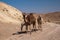 Several camels with a small camel in the desert