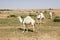 Several camels stand on a sandy meadow in Saudi Arabia and eat grass