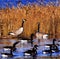 Several canadian geese pond marsh