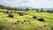 Several capstone dolmens scenery and tourists in the distance Gochang dolmens site South Korea