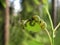 Several caterpillars eat a leaf of a tree in the garden. Agriculture