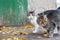 Several cats gathered on the steps of the old building