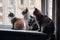 several cats sitting on windowsill, watching the outside world