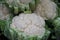 Several Cauliflower heads close up isolated