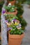 Several ceramic potted vases hanging from a log with Pansies: Viola  in purple ,yellow and white