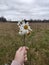 Several chamomile flowers plucked in late cold autumn.  Nature and blooms in autumn