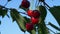 Several cherries sway on a branch. Ripe red cherries, close-up.