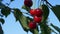 Several cherries sway on a branch. Ripe red cherries, close-up.