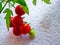 Several cherry tomatoes on a twig with one green ripened