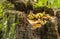 Several chestnuts that have fallen from the tree onto an old hollow trunk.