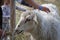 Several children patting a sheep in a garden at the energy center in Umea