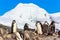 Several chinstrap penguins standing on the rocks with snow mountain in the background, Half Moon island, Antarctic peninsula