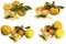 Several citrus fruits on white background