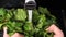 Several close-up slow motion video shots of woman washing a bunch of flat-leaf parsley
