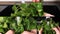 Several close-up slow motion video shots of woman washing a bunch of flat-leaf parsley