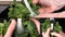 Several close-up slow motion video shots of woman washing a bunch of mint